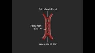 Embriología cardiovascular (resumen)