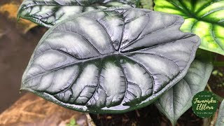 ALOCASIA BAGINDA | Plant Identification | #alocasiabaginda #alocasidragonscale #alocasia #aroid