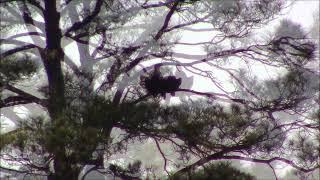 Bald Eagles at Hurricane Lake, Florida - October 21st, 2022