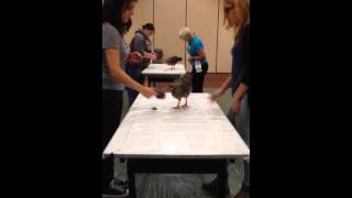 Chicken clicker training