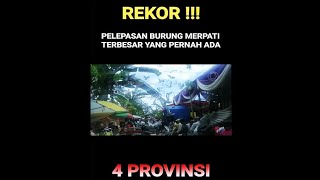 Detik detik pelepasan burung merpati terbesar yang pernah ada...