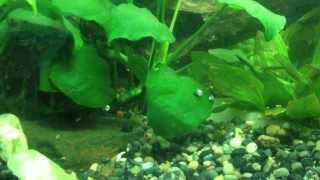 Aquarium Snails Good or Bad ?