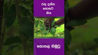 කොතල හිඹුටු - රතු දත්ත පොතට ගිය