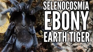 The EBONY EARTH TIGER - Selenocosmia sp "Borneo II" Housing