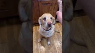 Seeley the yellow lab flips a treat #2