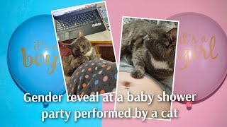 Gender reveal 🩷💙 at a baby shower party performed by a cat 😻