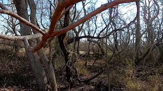 DELAWARE RABBIT DOG HUNTING TWO RABBIT HARVESTED FEB 26 2024