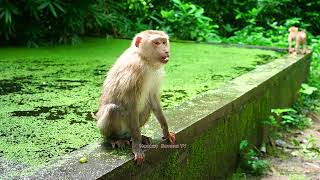 Monkey is very busy to find somethin to eat in Rojo Pool a