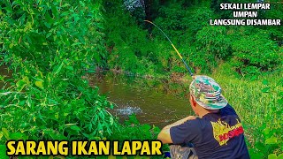 Woww!!!Mancing di rawa sarang ikan Lapar - Coba hitung Berapa X strike dalam hitungan menit