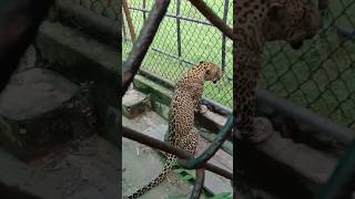 Leopard #animals #animallover #wildlife #wildphotography #travel #delhi #vlog #zoo #shorts