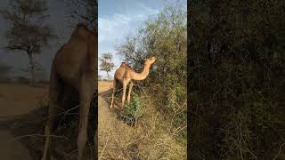 Chompin' Camels: Desert Feast