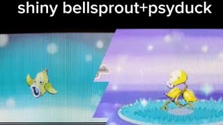 shiny bellsprout + psyduck pokeradar!