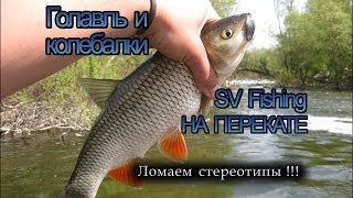 Голавль на колебалки SV Fishing