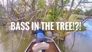 BASS IN THE TREE!?!