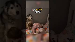 Baby Refuses to Sleep without Her Husky 😆