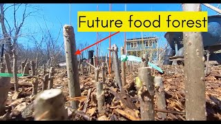 THIS is how you root ELDERBERRY cuttings