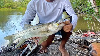 Trinidad Inshore Fishing for Fat Snook!! on the Monster 3X Shrimp