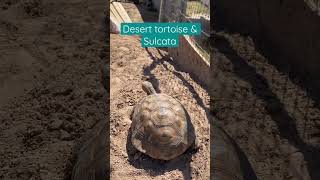 Desert Tortoise & Sulcata #deserttortoise #sulcata #unexpectedvisitor