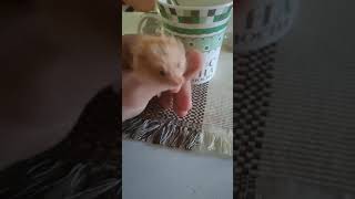 TEDDY BEAR HAMSTER