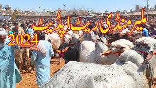 || Malir Mandi Karachi || Cattle Rates Update | 30 April 2024 | Cow Mandi 2024