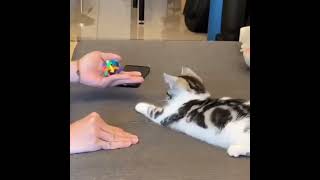 Smart kitty understood the game...