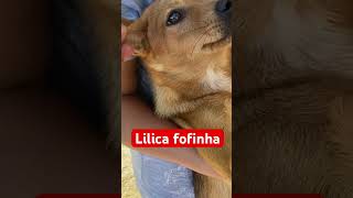 Lilica 🐶