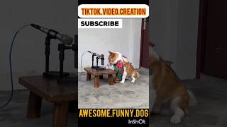 dogs make tiktok videos 😁 || #trending #viraldog #shorts