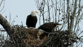 2019 Bald Eagle Nest March 14 and 16