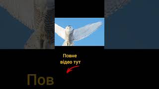 Від природи до літаків: як тварини надихають інженерів