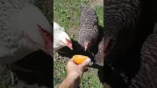 hungry chickens go crazy about oranges