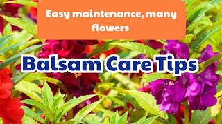 Balsam care tips || Balsam ki dekhbhal kaise karein || Detailed information #foryou#gardening #viral