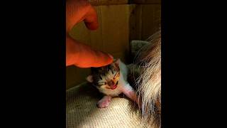 Cutest Cat Family😍New born Kittens #viral #trending #cat #kitten #cutebaby #shorts