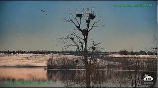 11 19 22 Westminster rookery Eagle action