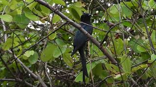 Fork Tailed Drongo Cuckoo, Dongarmatha, Parshuram, Maharashtra, June 2024