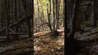 Falling Leaves ! #nature #serenity #fallingleaves #walkinthewoods