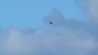 Short clip of a Common Buzzard soaring over Troon 21 sep 2017