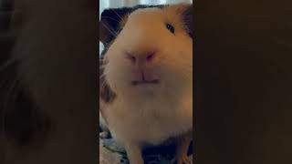 When the guinea piggie snack attack hits