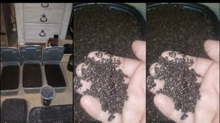 Germinating 250 Lophophora williamsii  seeds & i was ask what soil do I use for peyote seedlings?