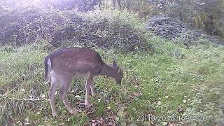 Wrenwood deer   October 2018