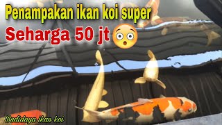 IKAN KOI SEHARGA 50 jt | Budidaya ikan koi