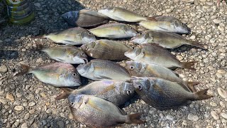 los peces se activaron y tuvimo un dia de pesca inmejorable pesca  de porgyfish