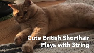 Cute British Shorthair Plays with String