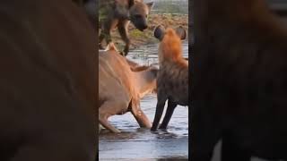 Evil hyenas eat poor deer