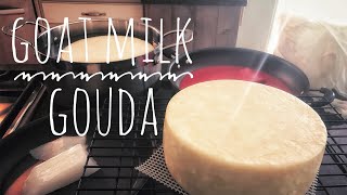 Goat Milk Gouda - Cheesemaking at Home