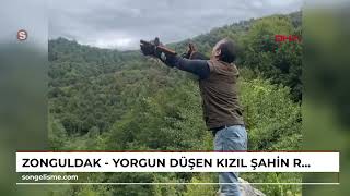 ZONGULDAK - Yorgun düşen kızıl şahin, rehabilitasyon sürecinin ardından doğaya salındı (VİDEO EKL...