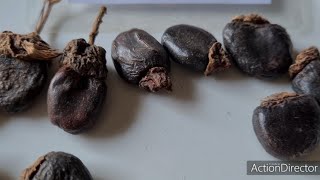 भिलावा। بلادر  bhallatak .semecarpus anacardium .