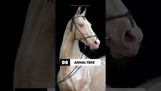 #Top #10 #Most #Beautiful #Horse #Breeds