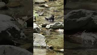 Blue  Whistling Thrush enjoying the Bathing IN SLOW MOTION #shorts #ytshorts #birds #youtubeshorts