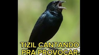 Tizil cantando pra encarte de filhotes.