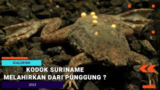 KODOK SURINAME MELAHIRKAN DARI PUNGGUNGNYA? #icalofish #animals #kodok